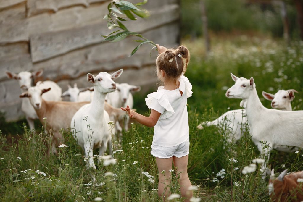 Kinderboerderij in Weert