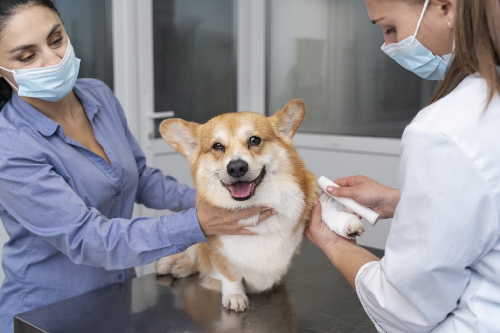 Dierenkliniek in Weert