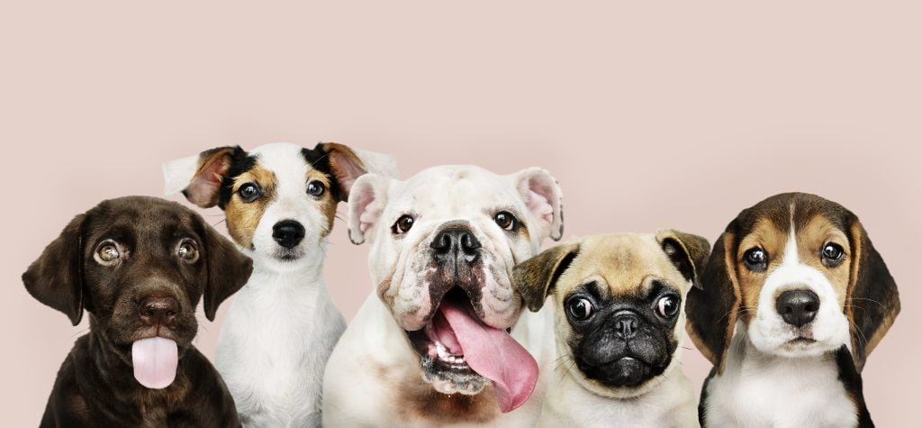 Dierenwinkel in Weert